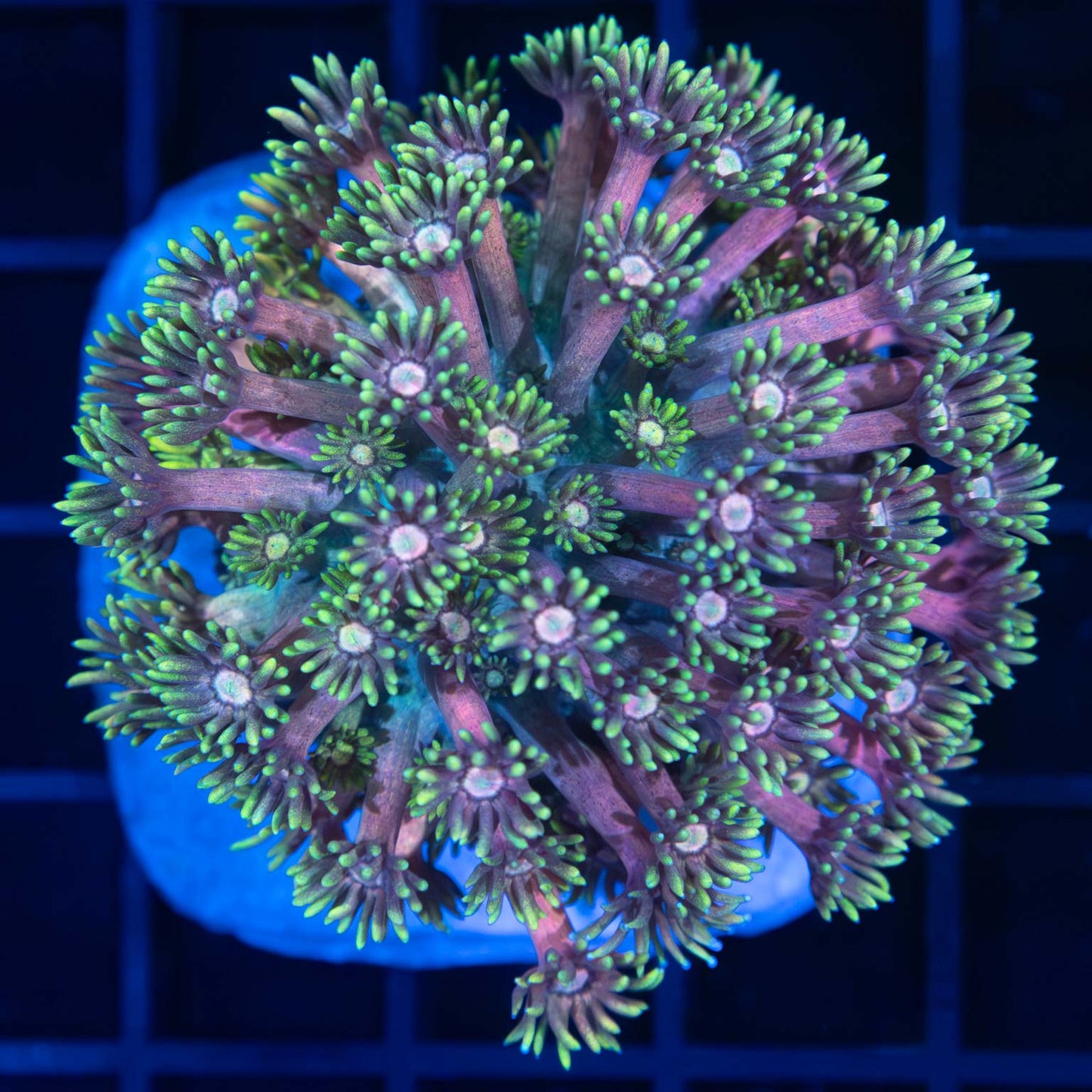 Rainbow Goniopora Colony