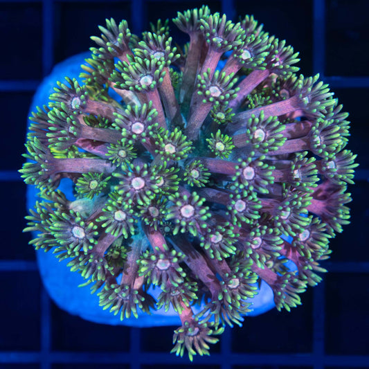 Rainbow Goniopora Colony