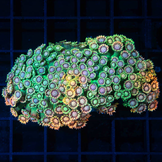 Rainbow Goniopora Colony (WOW)