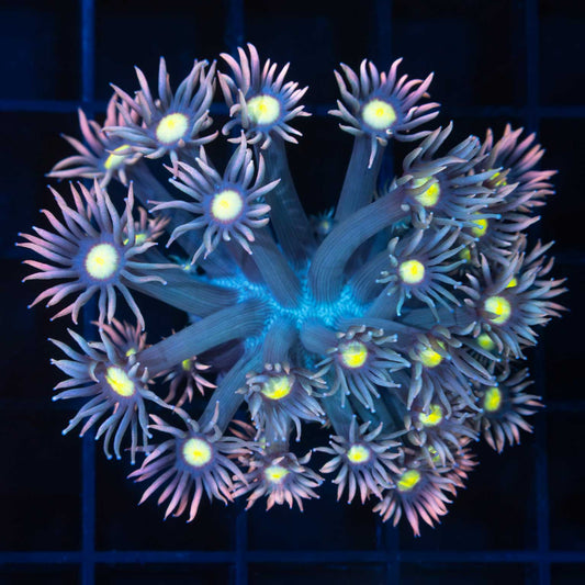 Rainbow Goniopora Coral