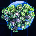 Rainbow Goni Frag