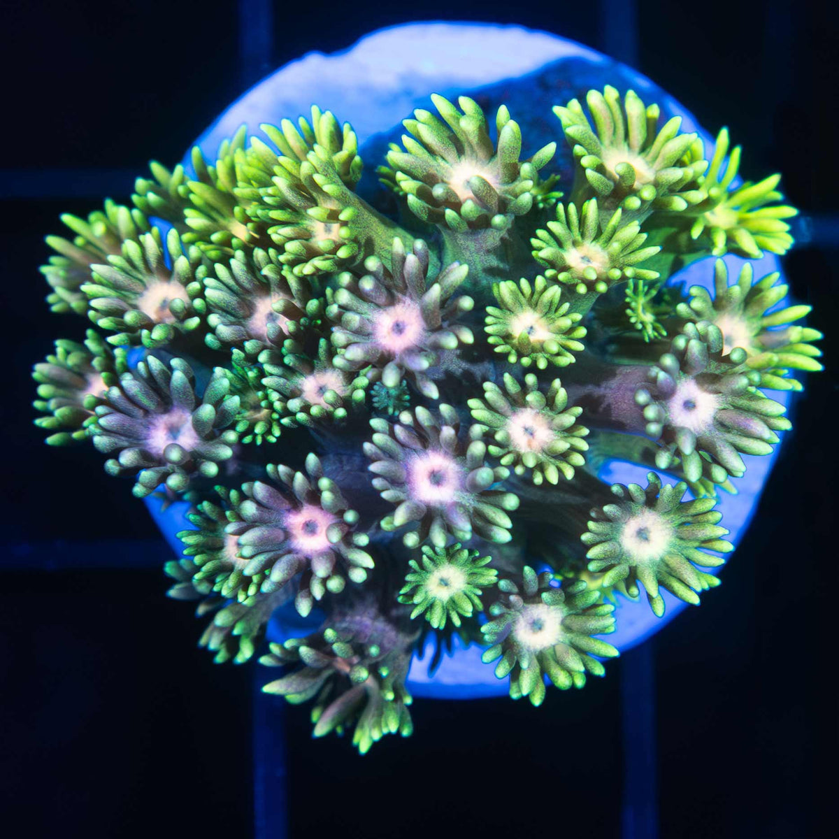 Rainbow Goniopora