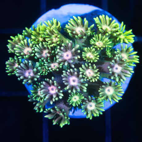 Rainbow Goniopora