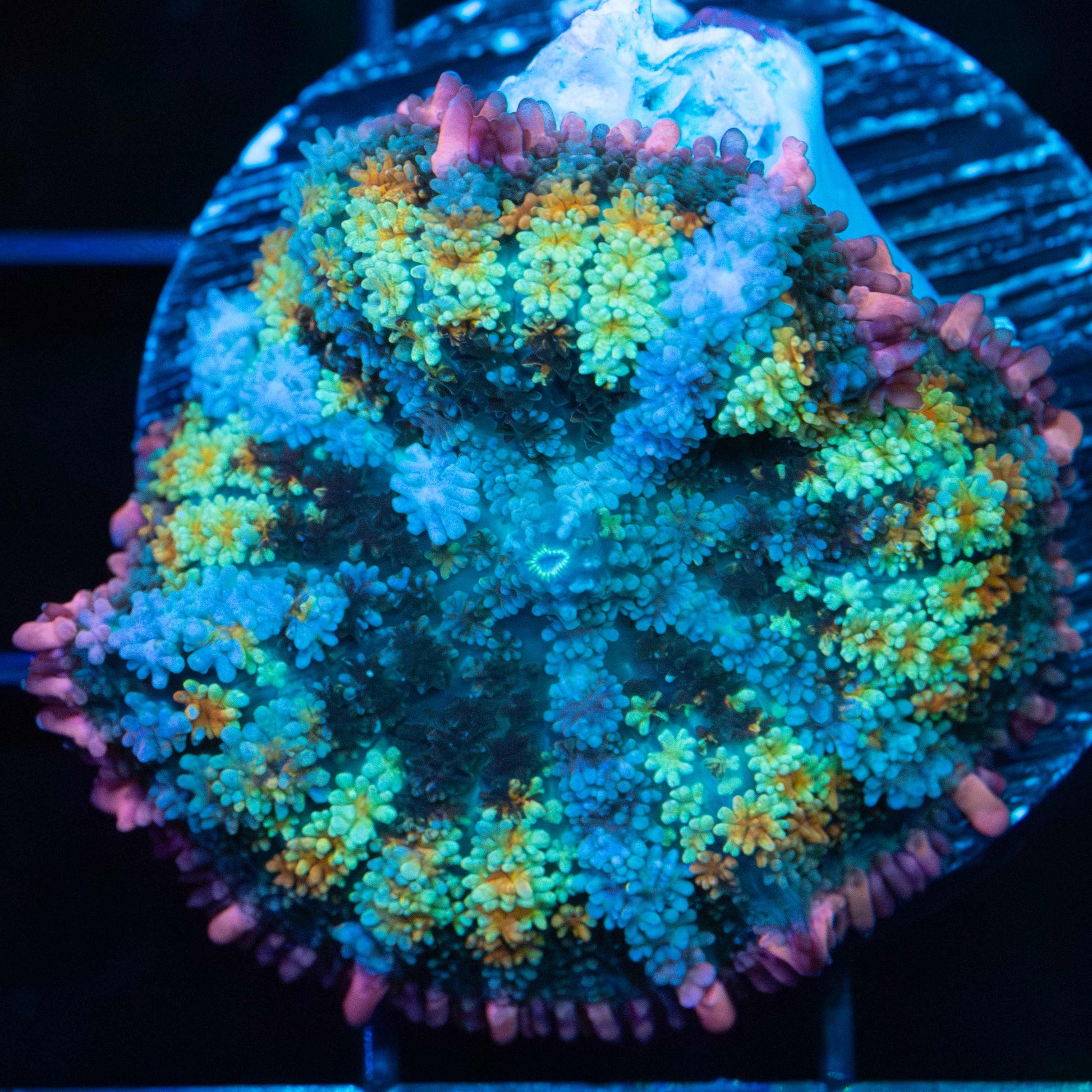 Rainbow Frankenstein Mushroom