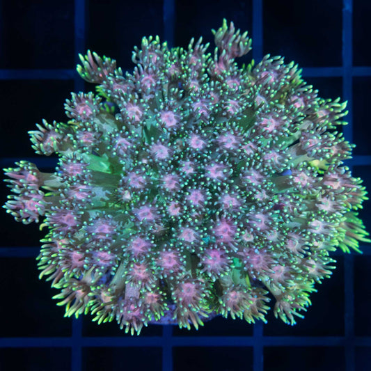 Rainbow Goniopora Colony