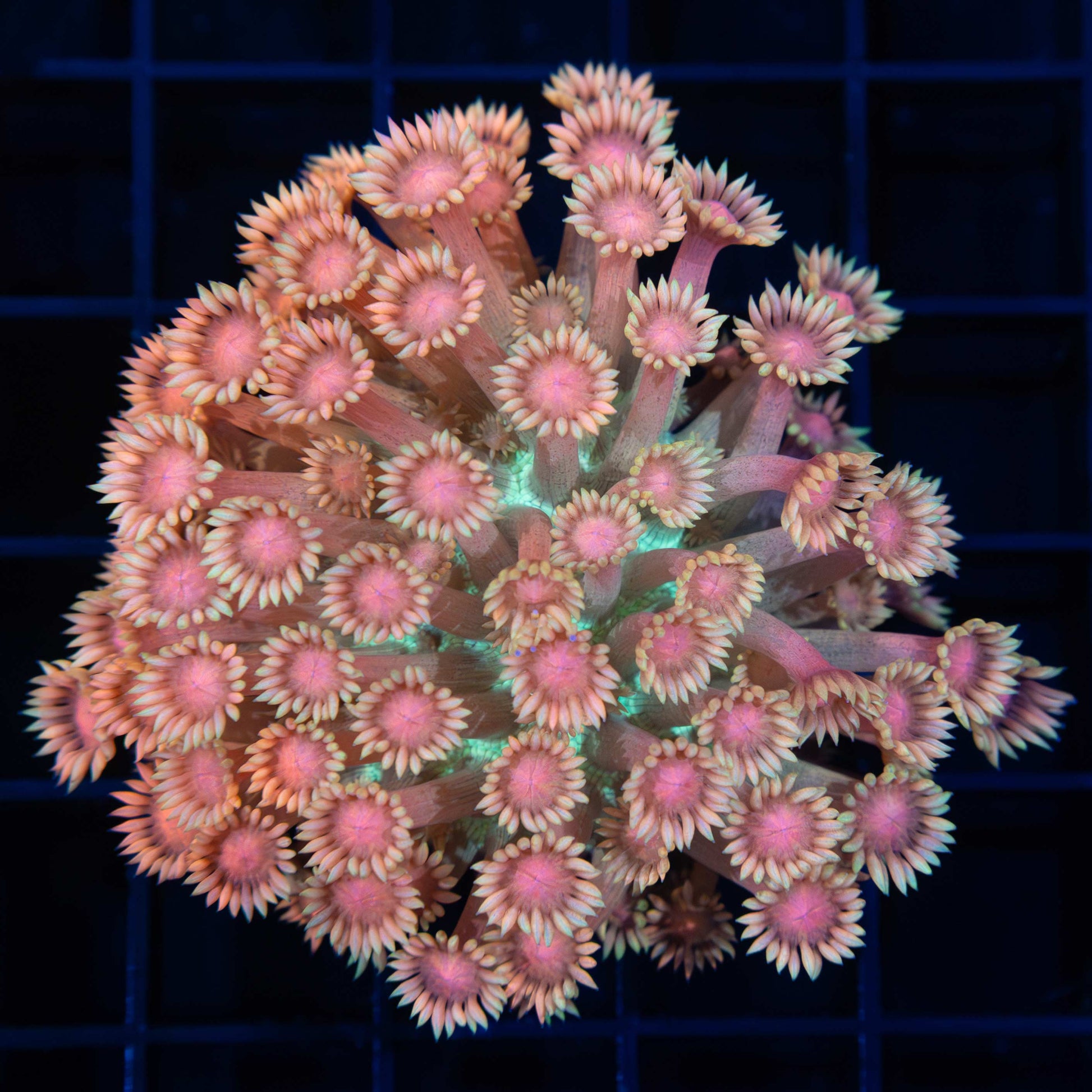 Rainbow Goni Colony 2.25"