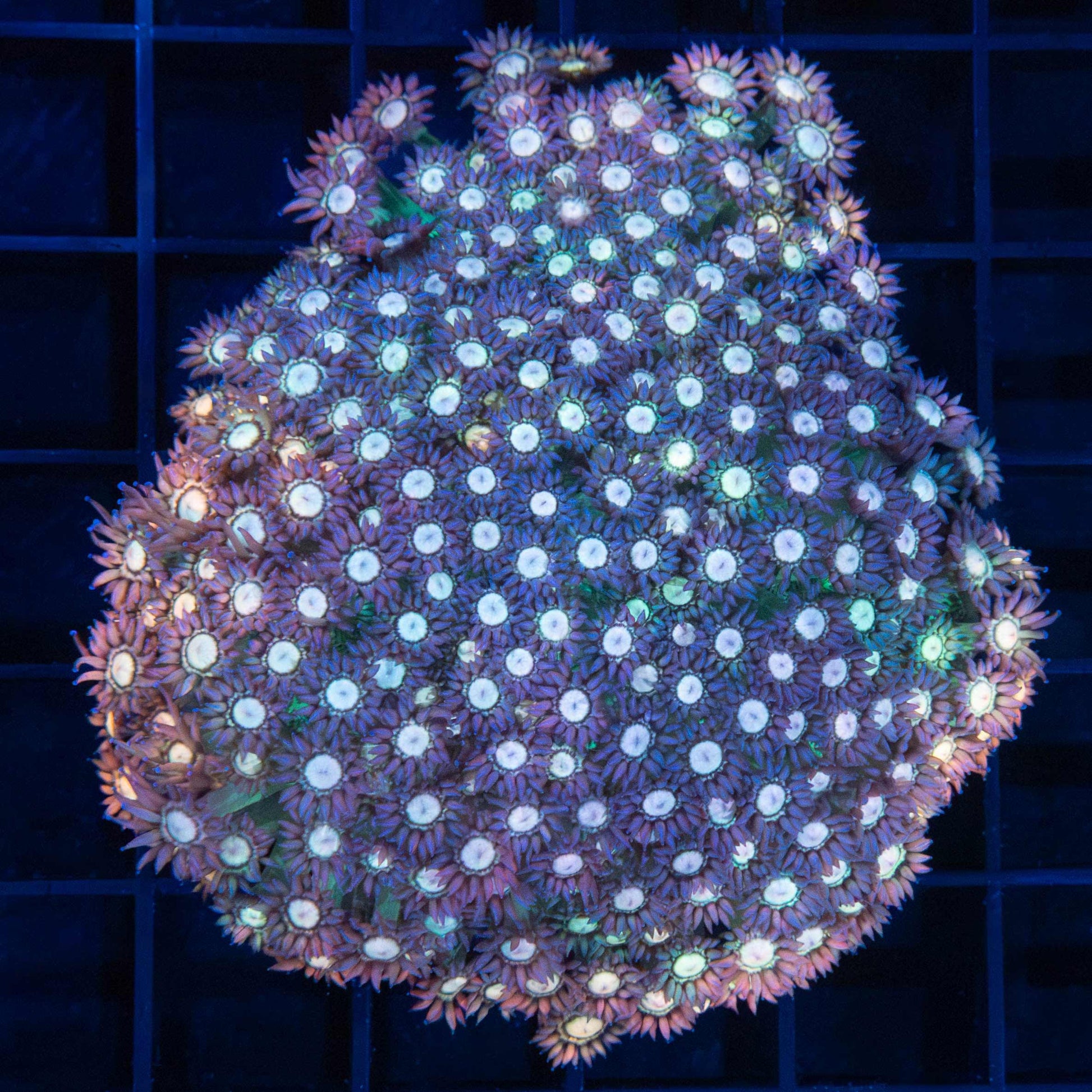 Rainbow Goniopora Colony