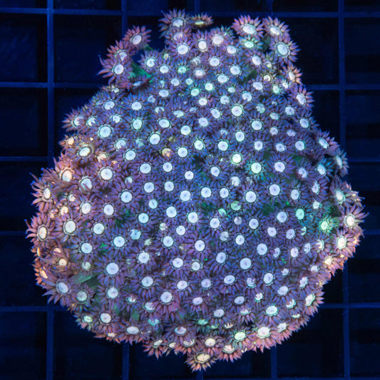 Rainbow Goniopora Colony