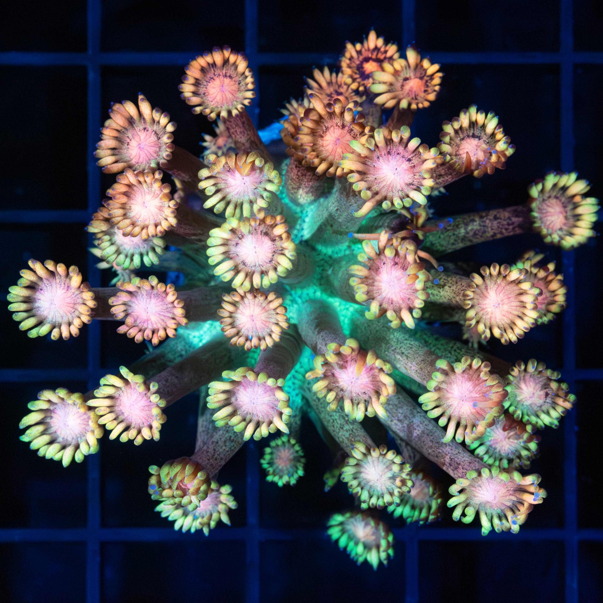 Rainbow Freckle Goniopora Coral (Large Frag)