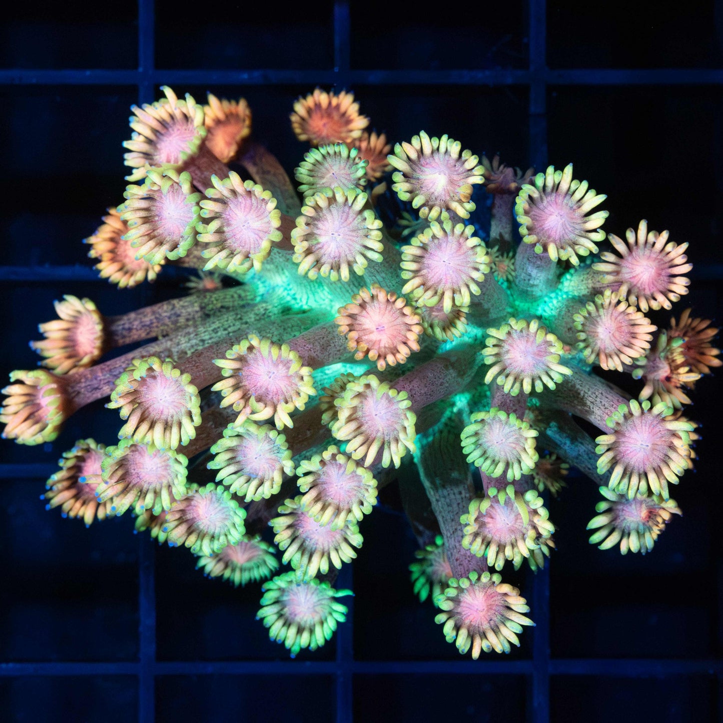 Rainbow Freckle Goniopora Coral (Large Frag)