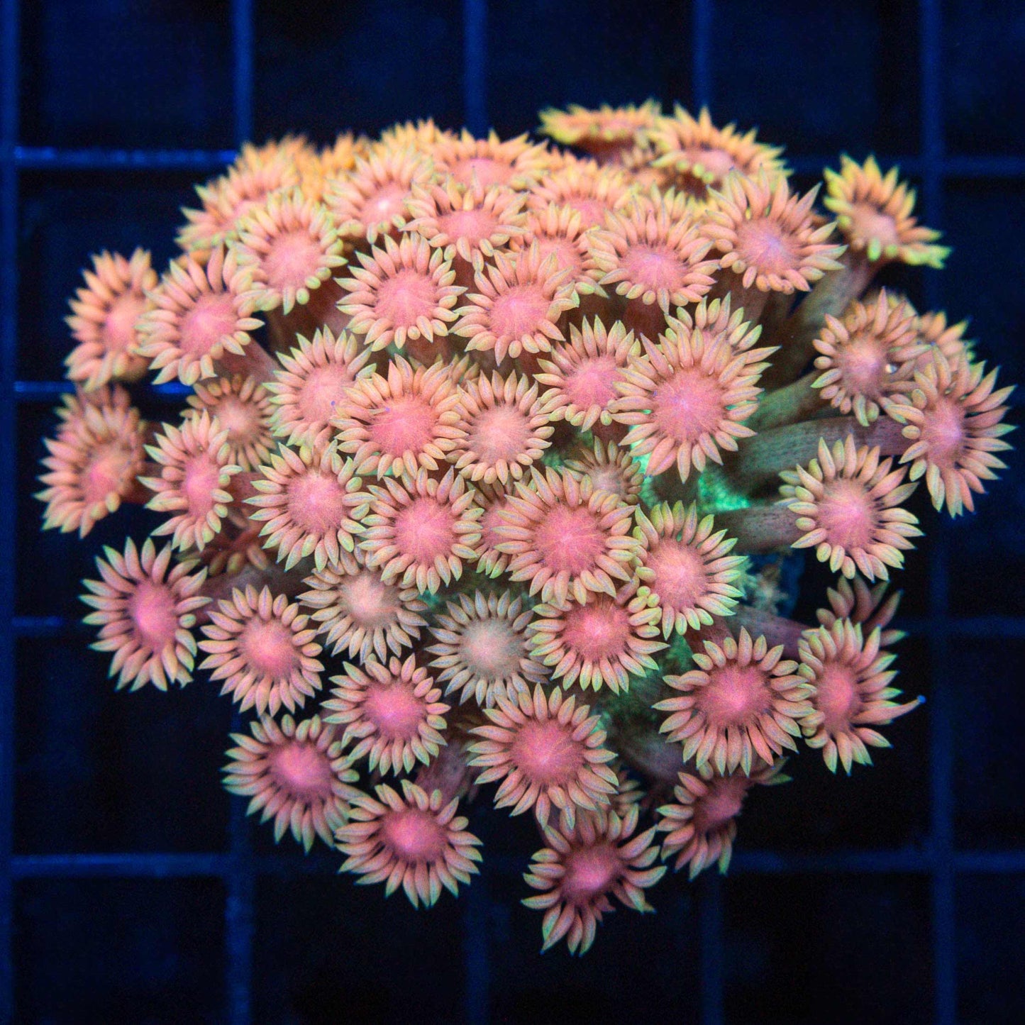 Peach Rainbow Goniopora Coral (Mini Colony)