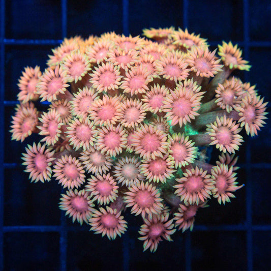 Peach Rainbow Goniopora Coral (Mini Colony)
