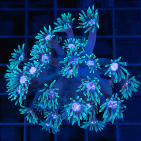rainbow Goniopora coral teal pink blue