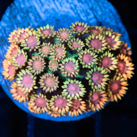 Neon Rainbow Goniopora Coral