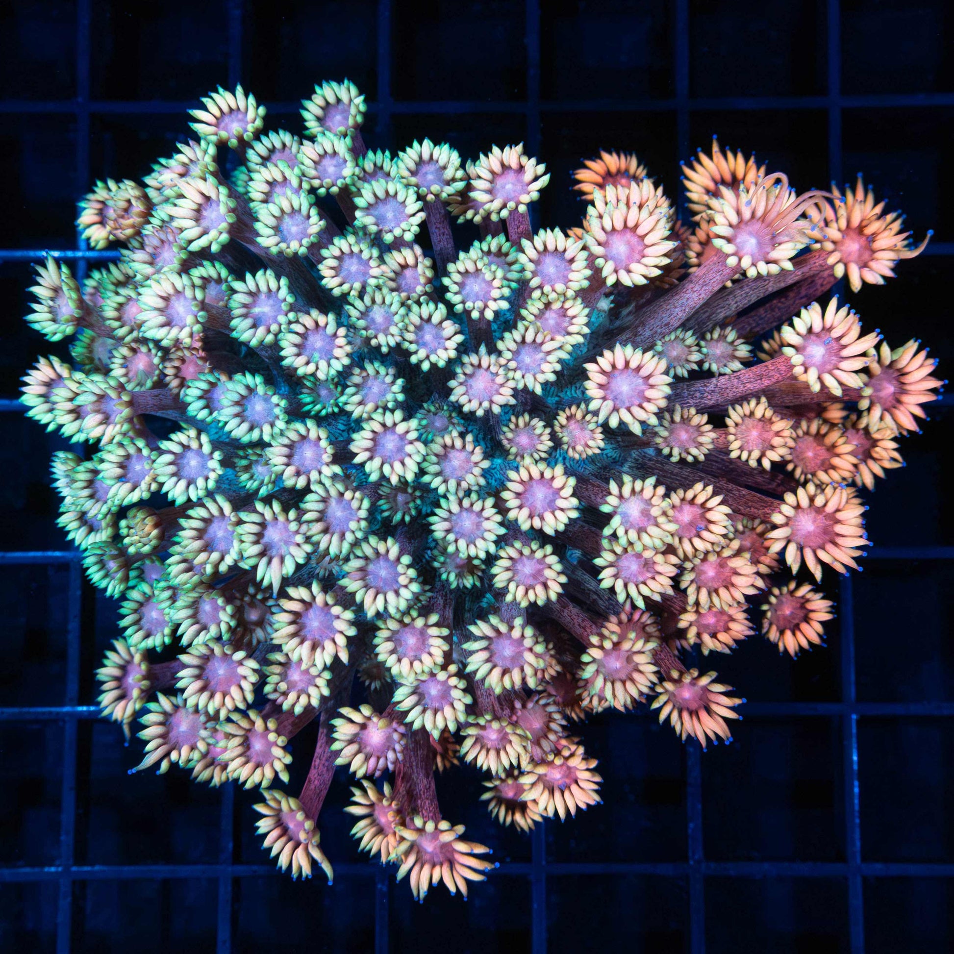 Rainbow Freckle Goniopora Colony 4"