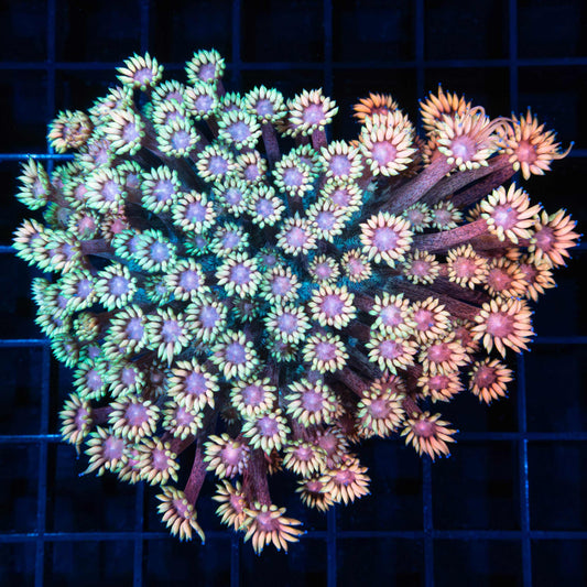 Rainbow Freckle Goniopora Colony 4"