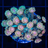 Rainbow Goniopora Large Frag