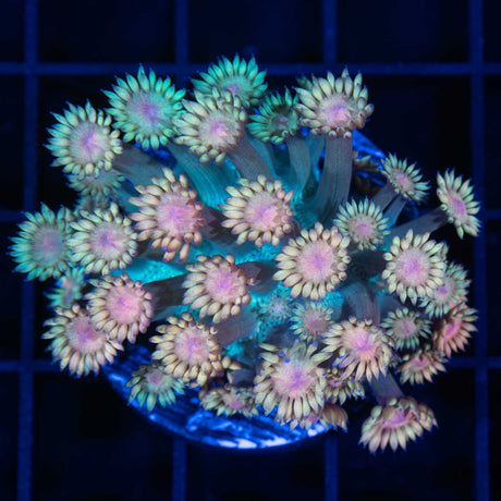 Rainbow Goniopora Large Frag