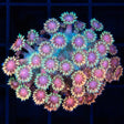 Rainbow Goniopora