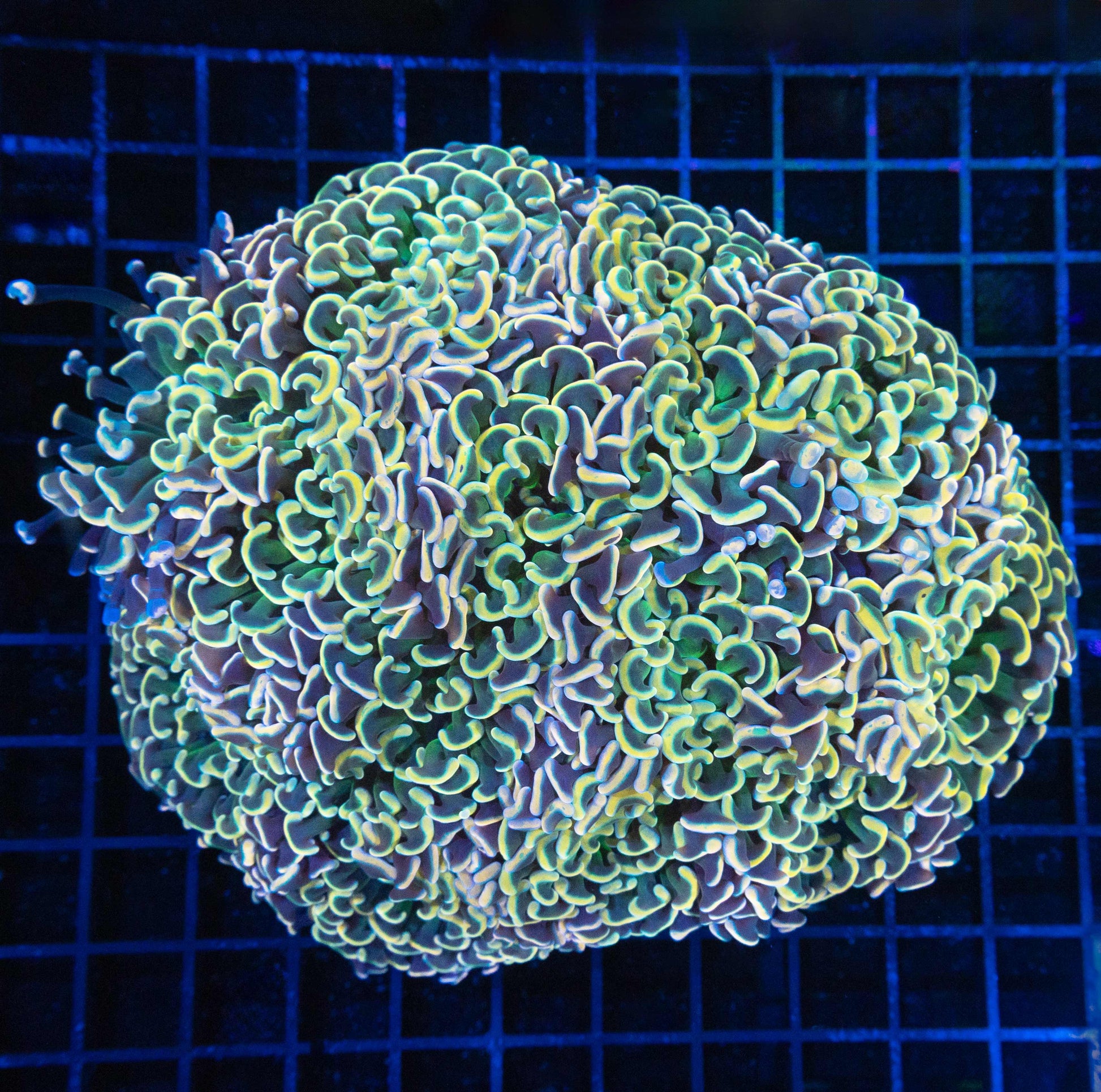 XL Rainbow Hammer Coral 7"