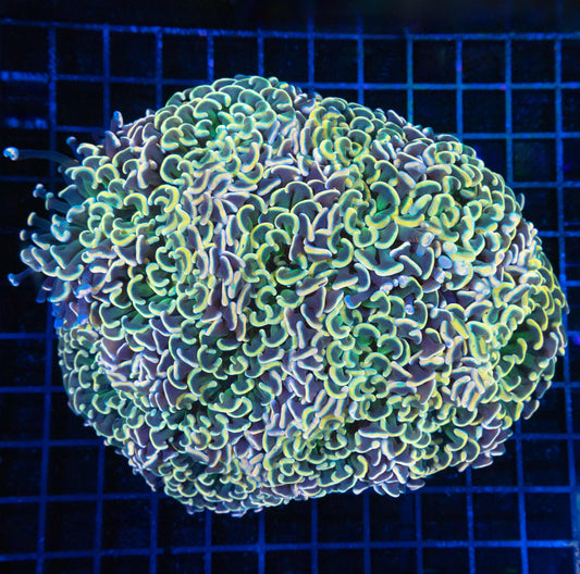 XL Rainbow Hammer Coral 7"