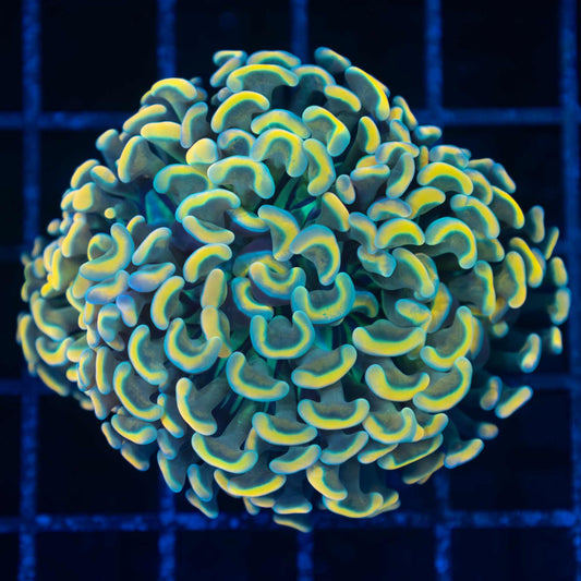 Rainbow hammer coral (Nice!)