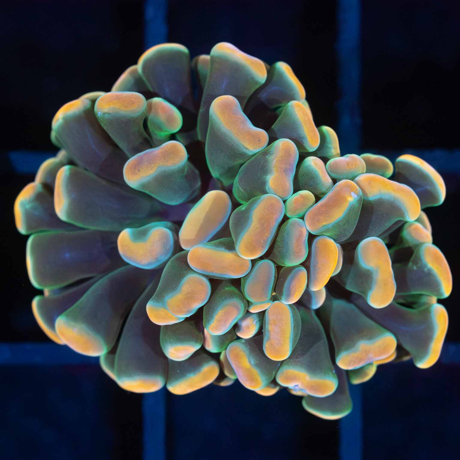 Tank Grown Rainbow Hammer Coral (Branching)