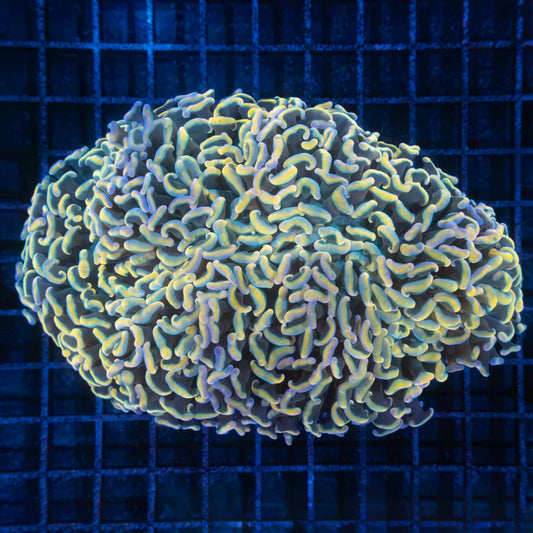 Rainbow Hammer Coral 6"