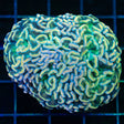 Rainbow Hammer Coral