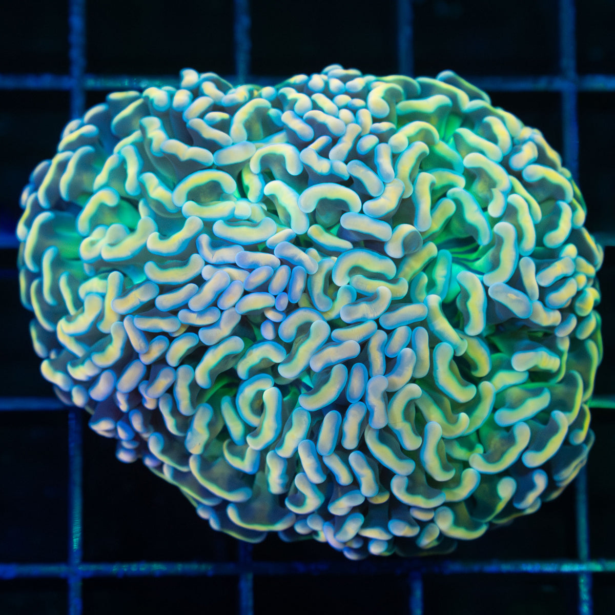 Rainbow Hammer Coral