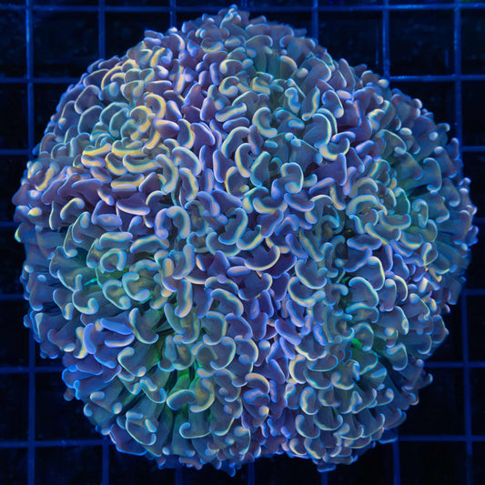 Rainbow Hammer Coral 4.25"