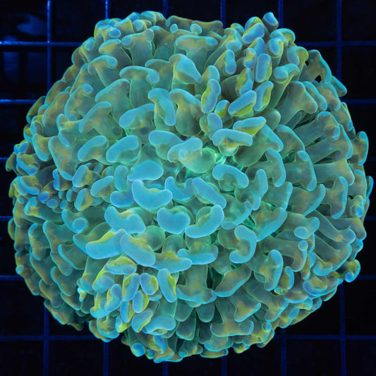 rare hammer coral