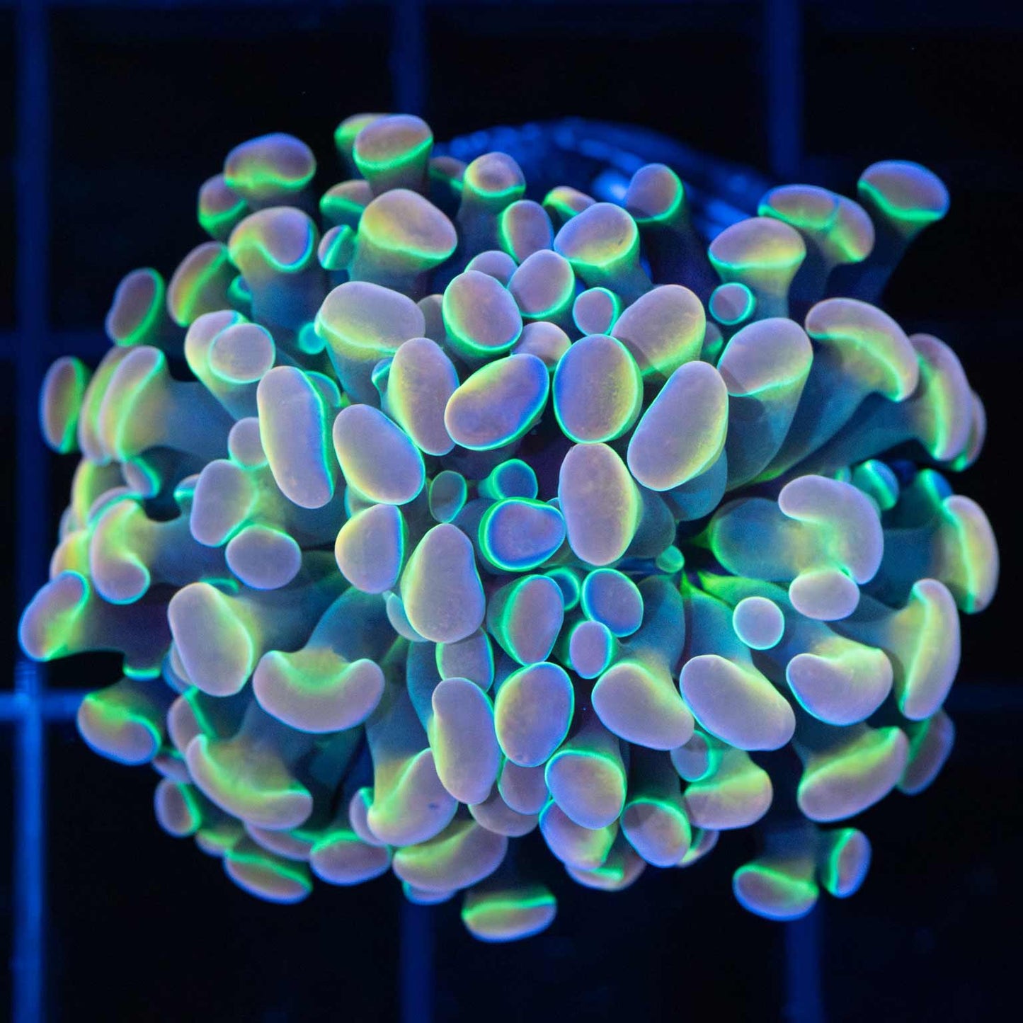 Rainbow Hologram Hammer