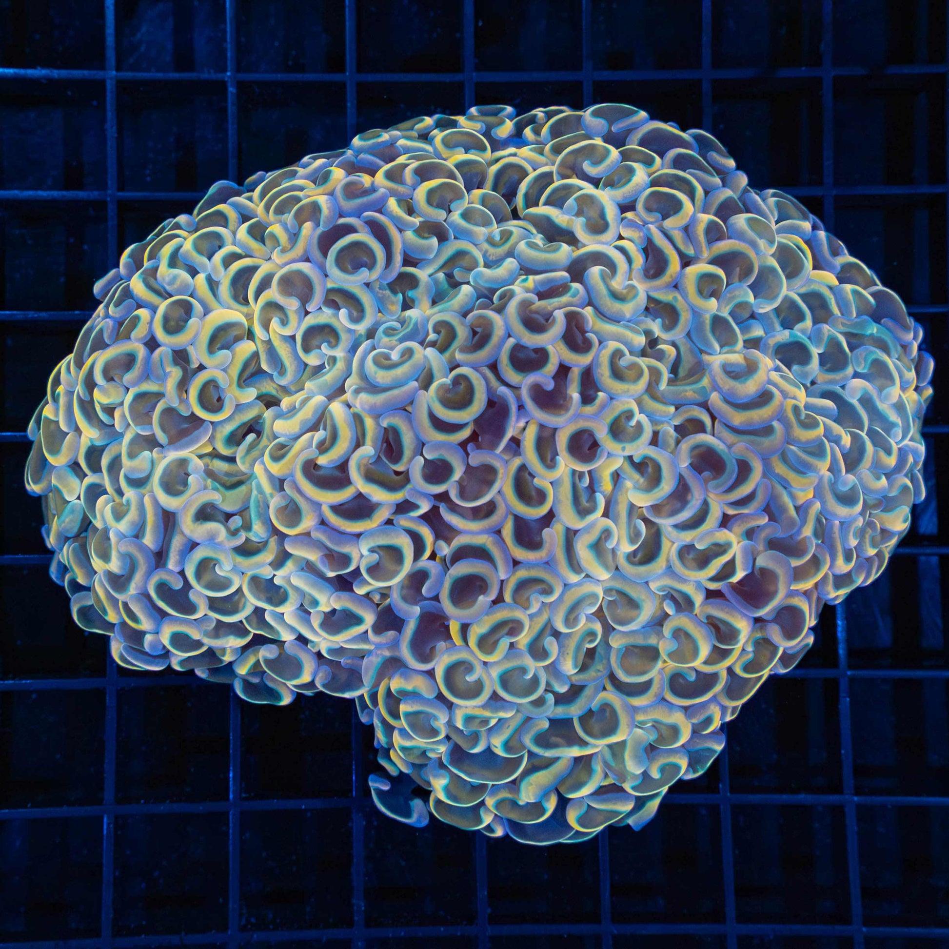 Rainbow Hammer Coral 5"