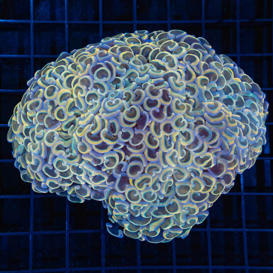 Rainbow Hammer Coral 5"