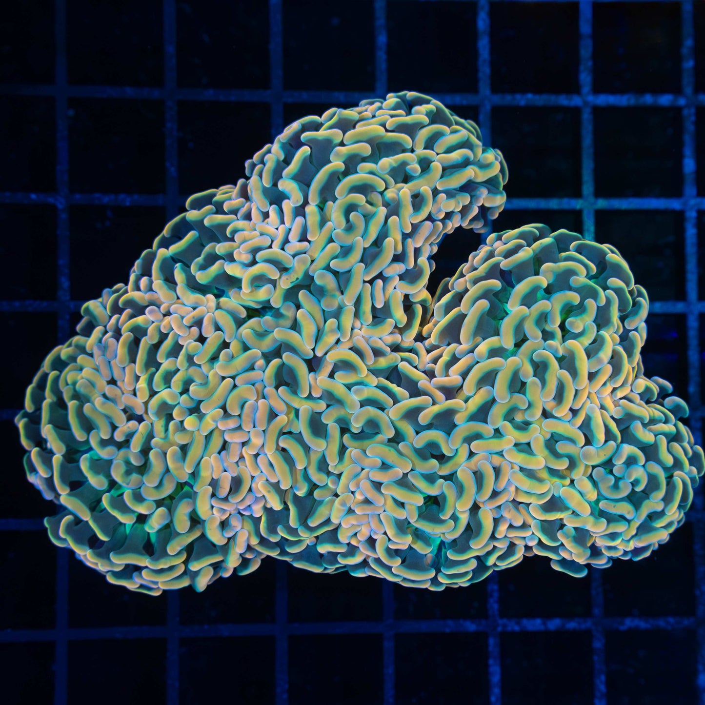 Rainbow Hammer Coral 4.25"