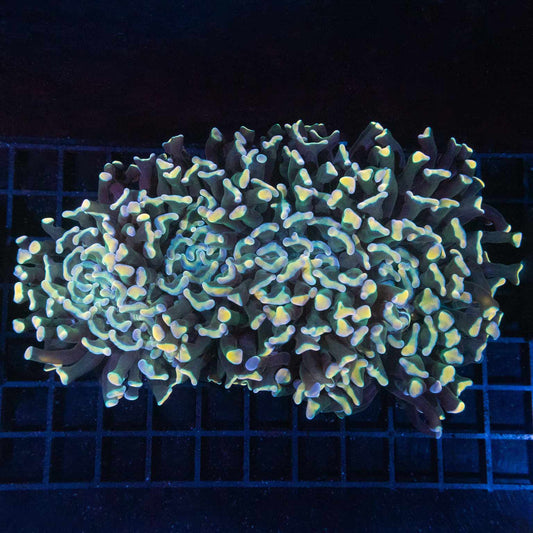 XL Rainbow Hammer Coral 7"