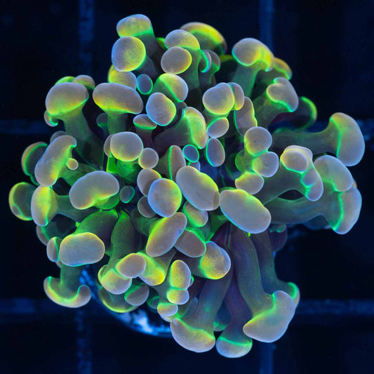 Rainbow Hologram Hammer Coral (Branching)