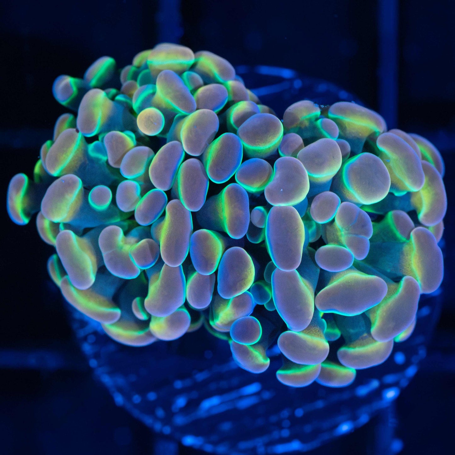 Rainbow Hologram Hammer