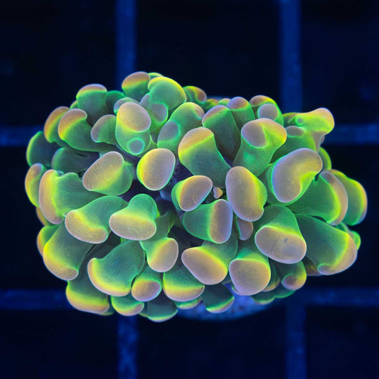 Rainbow Hologram Hammer