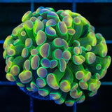 Rainbow Hologram Hammer Coral