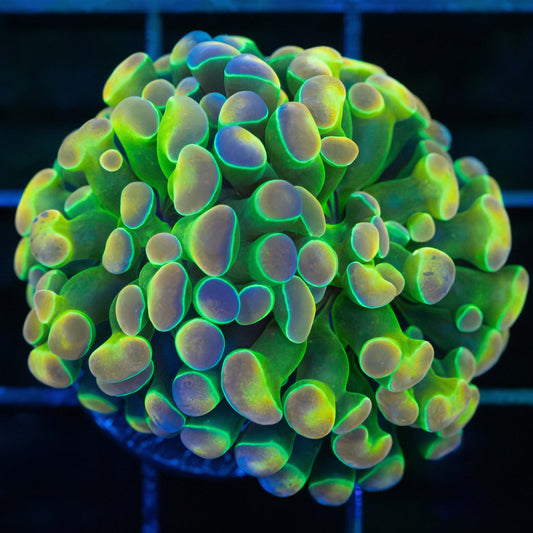 Rainbow Hologram Hammer Coral