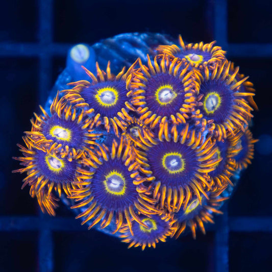 Rainbow Hornet Zoa Colony (16 polyps)