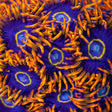 Rainbow Hornet Zoa