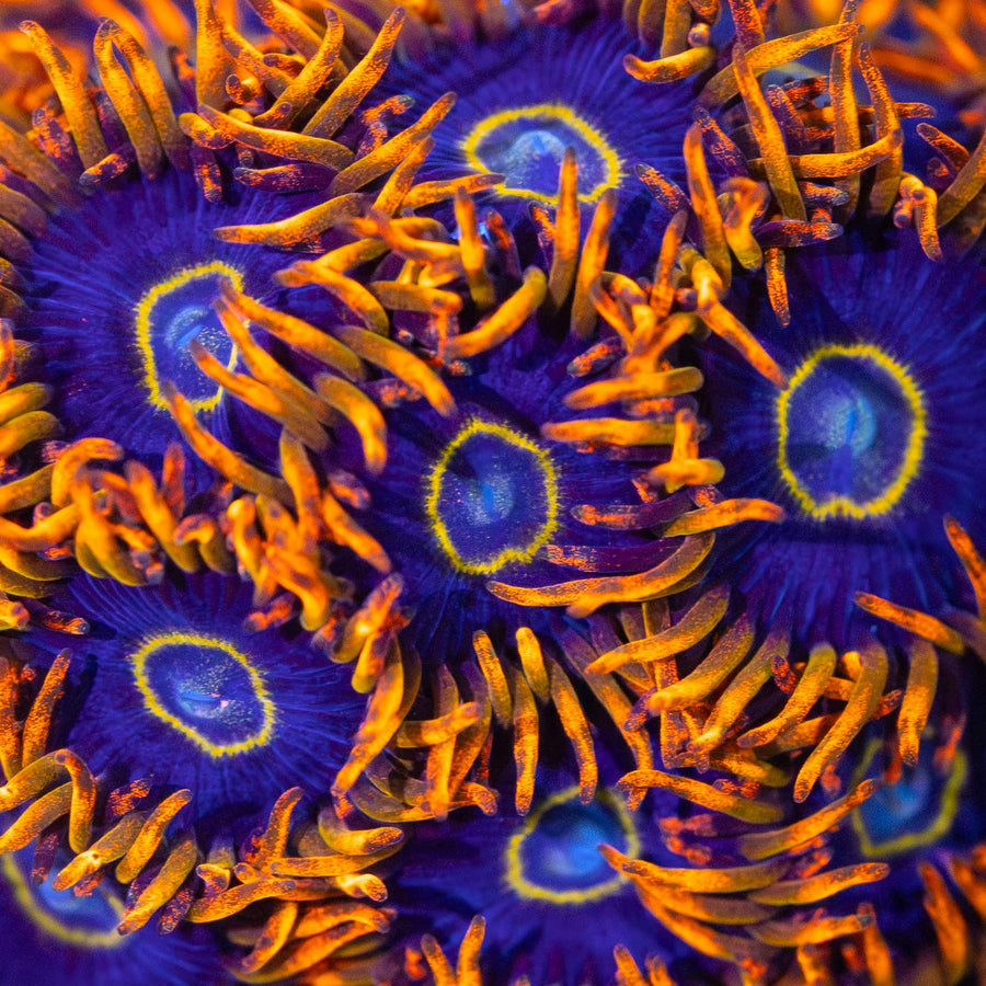 Rainbow Hornet Zoa