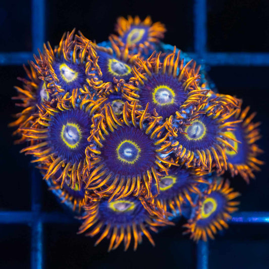 Rainbow Hornet Zoa Colony (17 polyps)