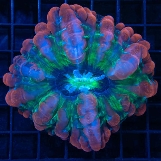Rainbow Indophyllia Coral 3.75"