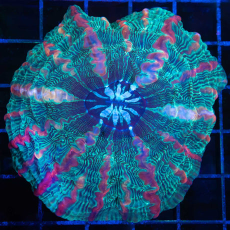 Rainbow Indophyllia