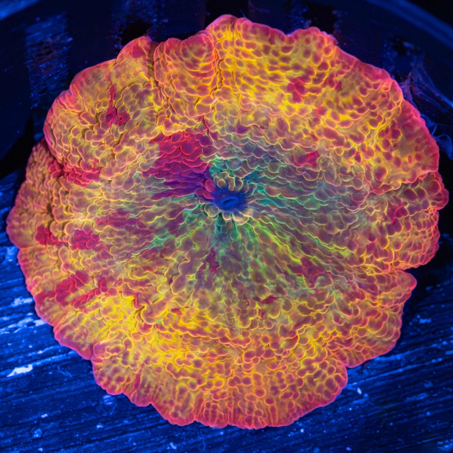 rainbow jawbreaker mushroom
