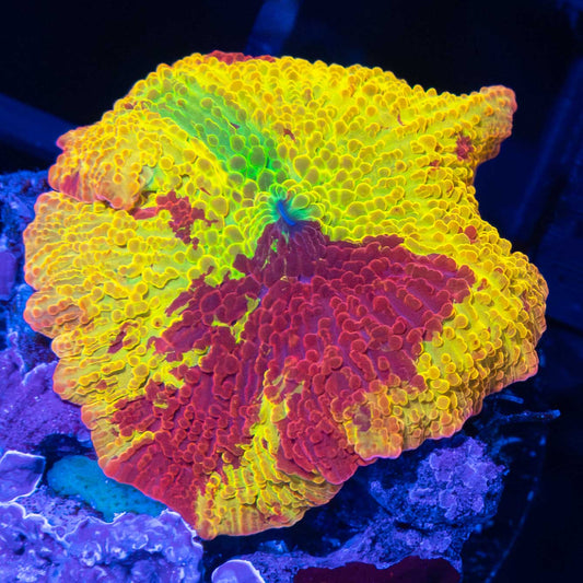 4 Color Jawbreaker Mushroom